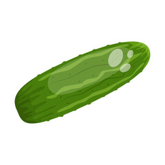 Cartoon fresh organic green cucumber icon. vector illustration.