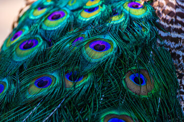 Obraz premium Peacock feather