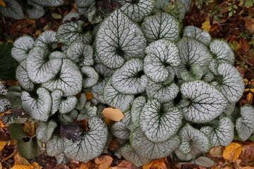Heartleaf brunnera, siberian bugloss in garden. Brunnera macrophylla, Boraginaceae in Latin. Fall,...