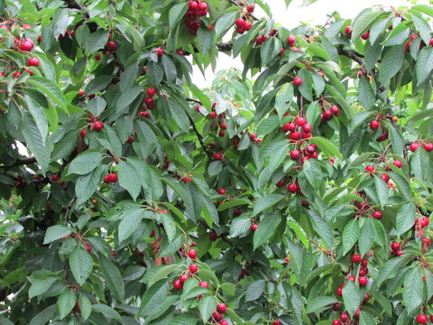 close up of red berries