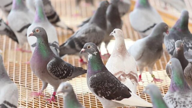 group of homing pigeon in home loft