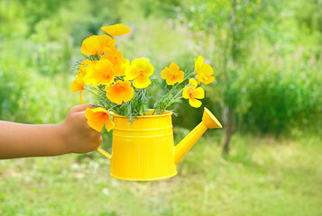 watering can with flowers in hand on nature background. Eschscholzia californica flowers in garden. summer season concept. © Ju_see