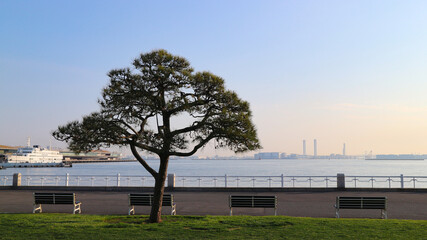 Fototapeta premium 横浜 夕暮れの山下公園