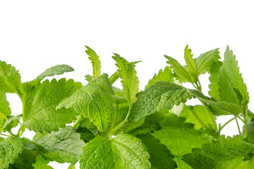 Fresh raw lemon mint leaves or Melissa isolated on white background, aromatherapy plant