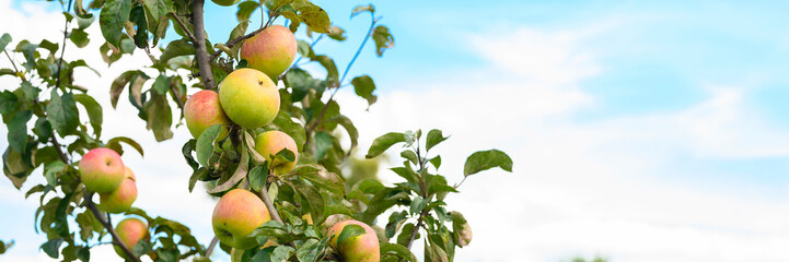 red green ripe fruits apples on a branch of an apple tree in the garden on sky background. banner