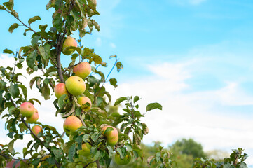 red green ripe fruits apples on a branch of an apple tree in the garden on sky background