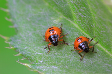 Stink bug on green leaves, North China