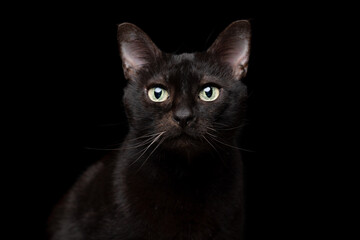 studio portrait of a black cat on black background looking at camera