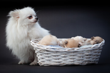 Adorable pomeranian spitz mother dog and puppies laying in a rush basket with natural light on a black background. High quality photo