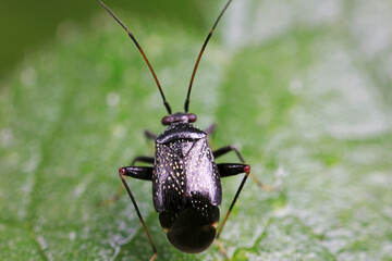 Stink bug on green leaves, North China