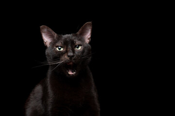 cranky black cat with open mouth on black background