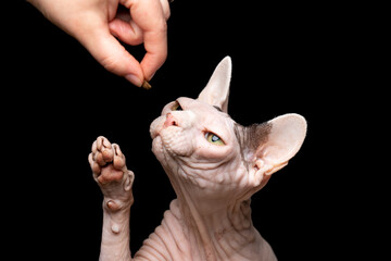 pet owner feeding hairleess sphynx naked cat with treats