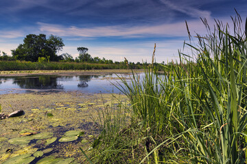 A beautiful sunny day in rural Ontario wetlands with lily pads and blue skies.