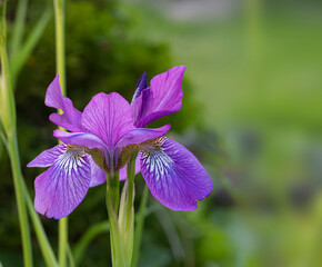 Violet Iris. Beautiful garden flower close up on green background.Beautiful purple iris flowers grow in the garden. Close-up of a flower iris on blurred green natural background. Full Bloom trend.