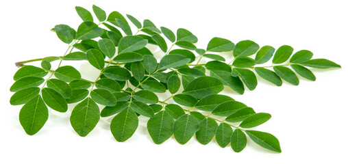 Fototapeta premium Moringa leaf isolated on white background