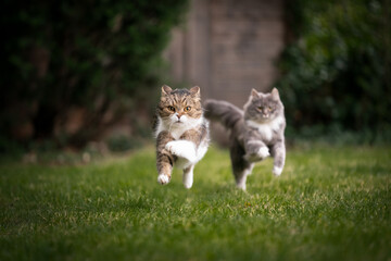 Obraz premium two playing cats of different breeds running after another outdoors in garden