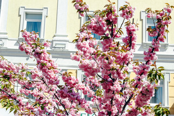 Blooming sakura tree growing near house