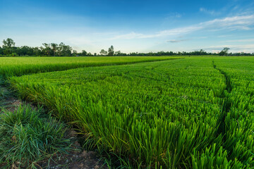 Beautiful green field cornfield or corn in Asia country agriculture harvest with sunset sky background.