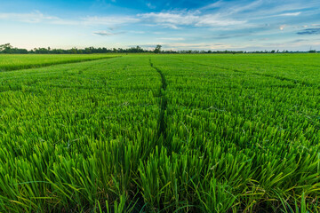 Beautiful green field cornfield or corn in Asia country agriculture harvest with sunset sky background.