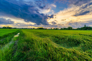 Fototapeta premium Beautiful green field cornfield or corn in Asia country agriculture harvest with sunset sky background.