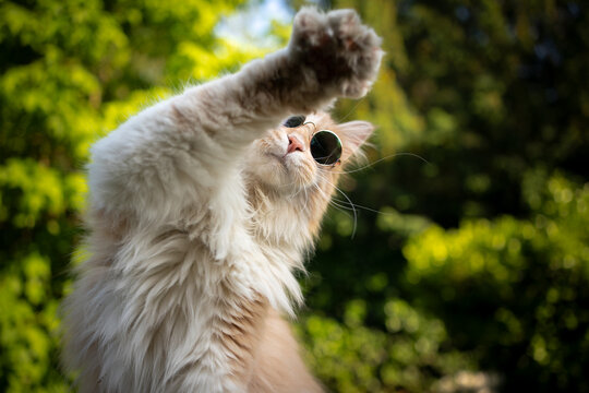 cute cream colored maine coon cat wearing sunglasses no photo please