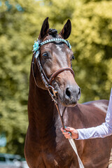 Horse show in hand, portrait of beautiful healthy horse.