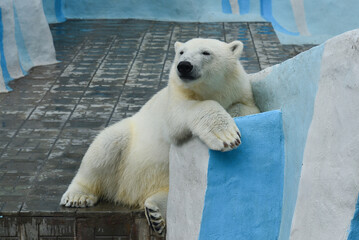 Polar bear in a zoo