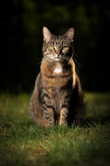 tabby shorthair cat sitting on lawn looking at camera