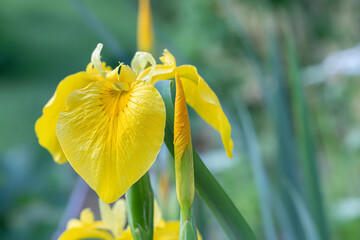 Close up flower of yellow iris (iris pseudacorus) in bloom, wild flowers. In a garden in a sunny...