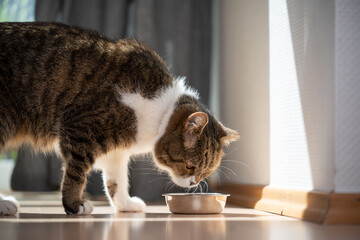 tabby white british shorthair cat eatnig pet food from bowl on the floor