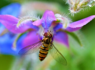 Hoverfly on a borage flower.