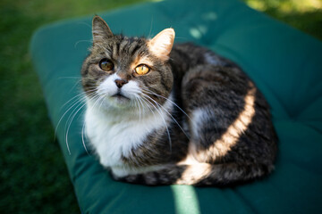 tabby white british shorthair cat resting on cushion of sunbed outdoors