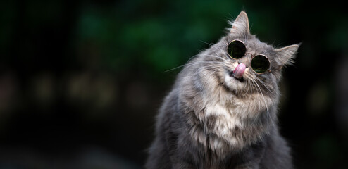 Obraz premium blue tabby white maine coon cat wearing cool shades licking lips and tilting head