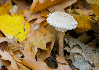 white mushroom umbrella in autumn leaves