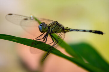 a dragonfly with light blue eyes on green grass.