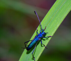 The dark indigo wild insect is on the leaves of bright green.