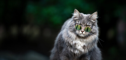 Naklejka na ściany i meble cool blue tabby white maine coon cat wearing sunglasses looking at camera outdoors