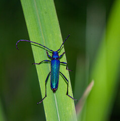 The dark indigo wild insect is on the leaves of bright green.