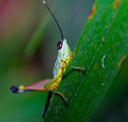 A green grasshopper  perched on the grass, blur black ground.