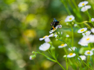 
black butterfly with white dots on wings sits on white daisies