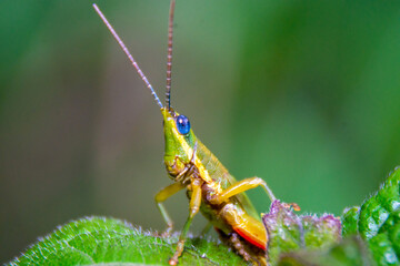 A green grasshopper  perched on the grass, blur black ground.