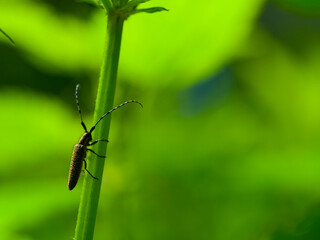 
brown beetle with a long mustache on a green background