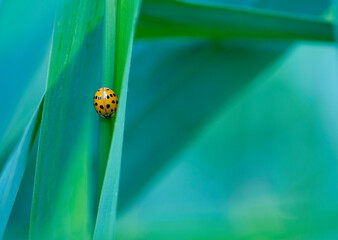 
small bug ladybug on a green background place for text