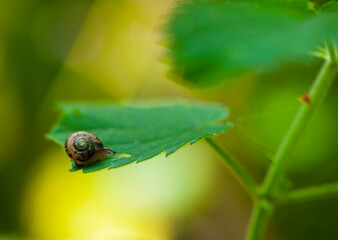 
little snail on a green leaf in the sun