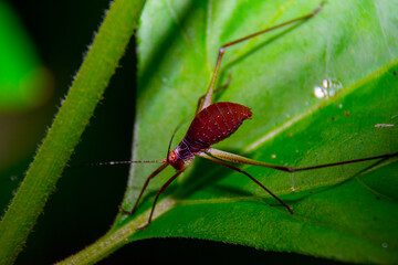 red wild insect with long legs is stand on big green leaf.