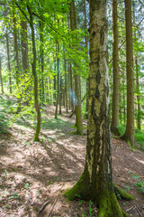 Forest with conifer and decidous trees near Hildburghausen in the Thuringia (Thüringen), Germany