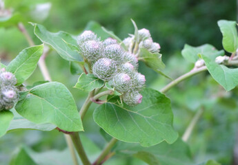 Burdock ( Árctium) flowering plant in the meadow, selective focus, blurred background, horizontal orientation.