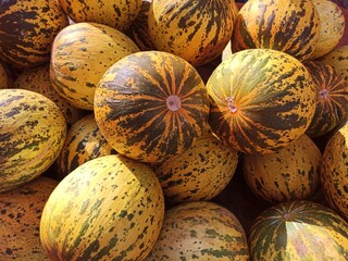 yellow delicious fresh melons natural healthy food