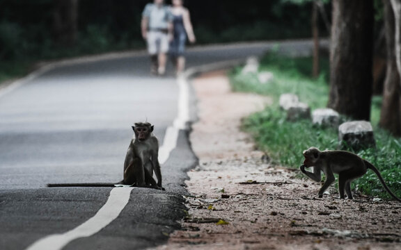 monkey