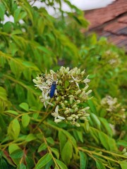 Scolia dubia, also known as the blue-winged wasp, is a 2.0–2.5-centimeter long wasp that ranges from New England to Florida and west to the Rocky Mountains in North America